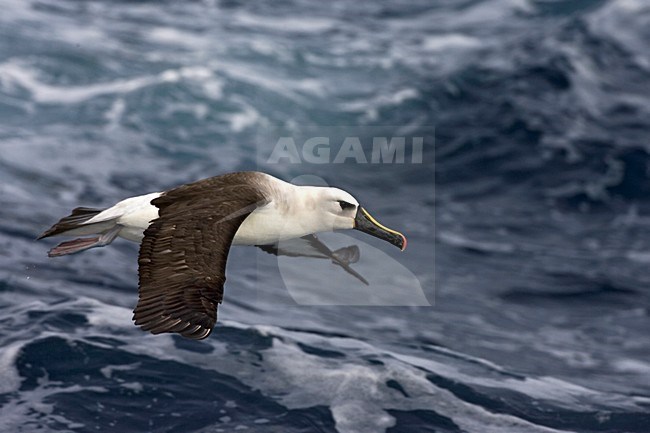 Geelbekalbatros in vlucht; Atlantic Yellow-nosed Albatros in flight stock-image by Agami/Marc Guyt,