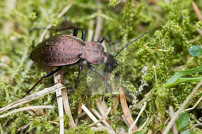 Carabus silvestris - Bergwald-Laufkäfer, Germany (baden-Württemberg), imago, female stock-image by Agami/Ralph Martin,