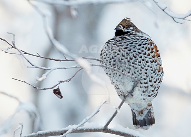 Mannetje Hazelhoen rustend in besneeuwde struiken; Male Hazel Grouse resting in snow covered trees stock-image by Agami/Markus Varesvuo,
