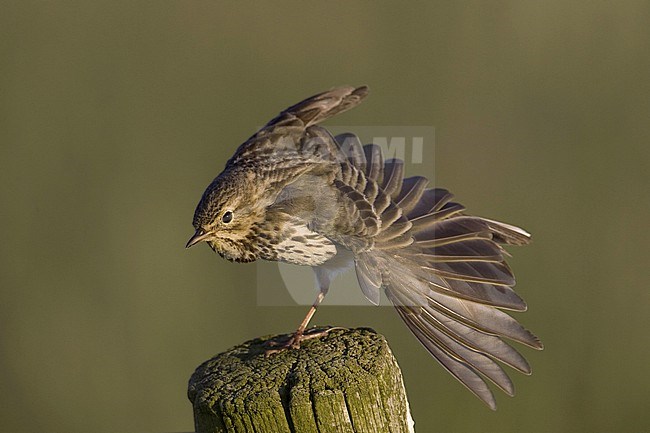 Wing stretching Meadow Pipit (Anthus pratensis) perched on a pole on terschelling, Netherlands. stock-image by Agami/Arie Ouwerkerk,