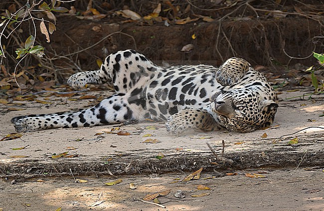 Jaguar (Panthera onca) at the Pantanal, Brazil stock-image by Agami/Eduard Sangster,