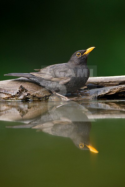 Merel bij drinkplaats; Common Blackbird at drinking site stock-image by Agami/Marc Guyt,