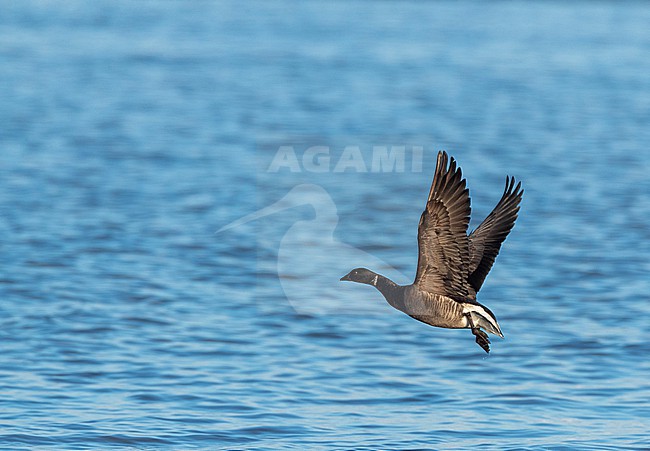 Dark-bellied Brent Goose (Branta bernicla bernicla) on the beach of Katwijk, Netherlands. Taking off from the beach. stock-image by Agami/Marc Guyt,