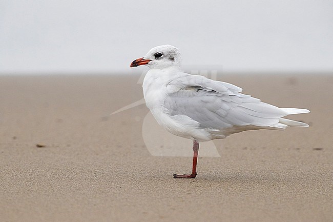 Mediterranean Gull (Ichthyaetus melanocephalus), side view of an adult in winter plumage standing on the shore, Campania, Italy stock-image by Agami/Saverio Gatto,