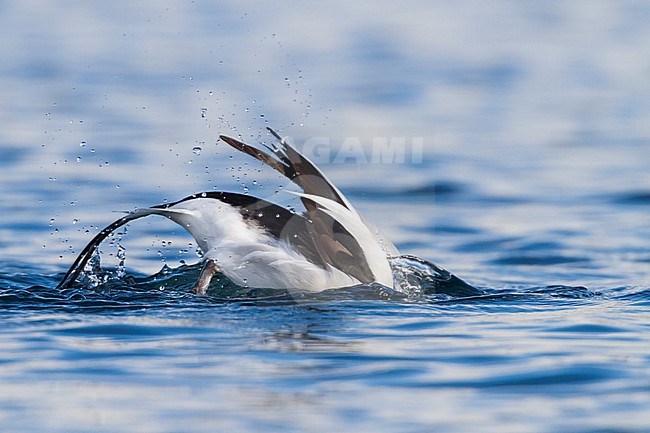 Long-tailed Duck - Eisente - Clangula hyemalis, Norway, adult male, winter stock-image by Agami/Ralph Martin,