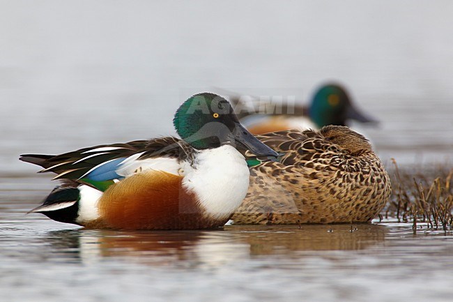 Paartje Slobeend; Pait of European Shovelers stock-image by Agami/Daniele Occhiato,
