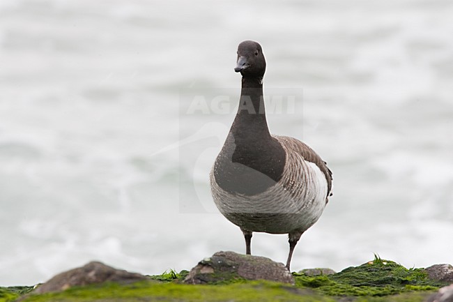 Wintering Pale-bellied Brent Goose (Branta (bernicla) hrota) in the Netherlands. stock-image by Agami/Menno van Duijn,
