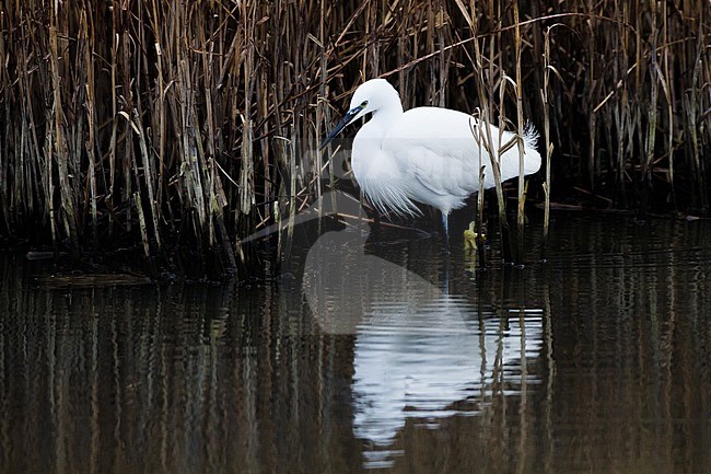 Little Egret, Egretta garzetta in breeding plumage foraging for shrimps in tidal stream of brackish water high contrast of white egret with black water. Egret wading in the water horizontal showing yellow feet. stock-image by Agami/Menno van Duijn,