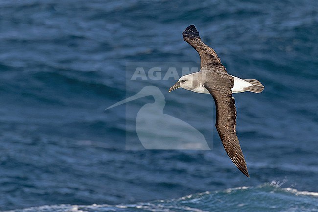 Subadult Grey-headed albatross (Thalassarche chrysostoma) at sea between Argentina and South Georgia. stock-image by Agami/Pete Morris,