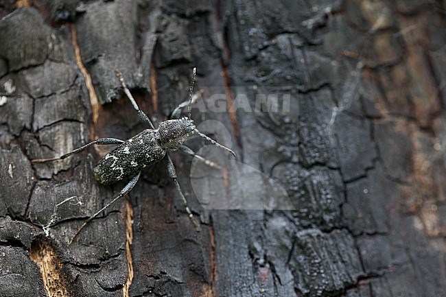 Xylotrechus rusticus - Dunkler Holzklafterbock, Russia (Baikal), imago stock-image by Agami/Ralph Martin,