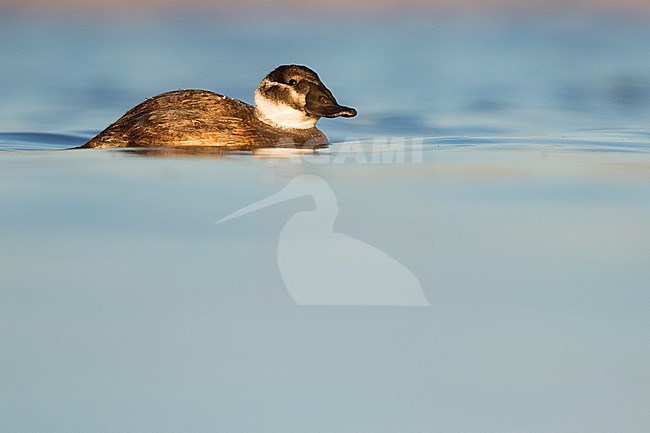 First-winter White-headed Duck (Oxyura leucocephala) swimming with beautiful morning light on a pond in a Spanish nature reserve. stock-image by Agami/Ralph Martin,