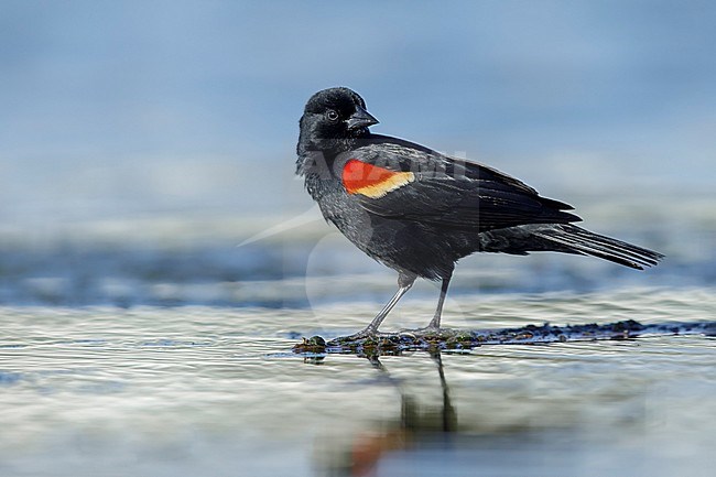 Adult male Red-winged Blackbird (Agelaius phoeniceus) in Galveston County, Texas, USA. Standing on water edge. stock-image by Agami/Brian E Small,
