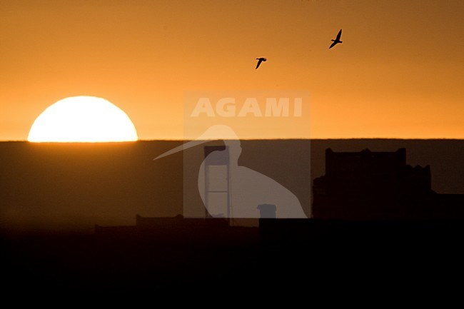 Zonsopkomst te Erg Chebbi; Sunrise at Erg Chebbi stock-image by Agami/Harvey van Diek,