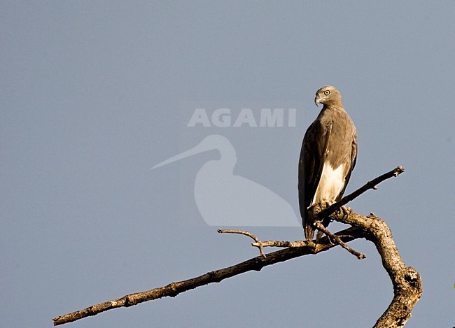 Kleine Rivierarend zittend op tak; Lesser Fish Eagle perched on branch stock-image by Agami/Roy de Haas,