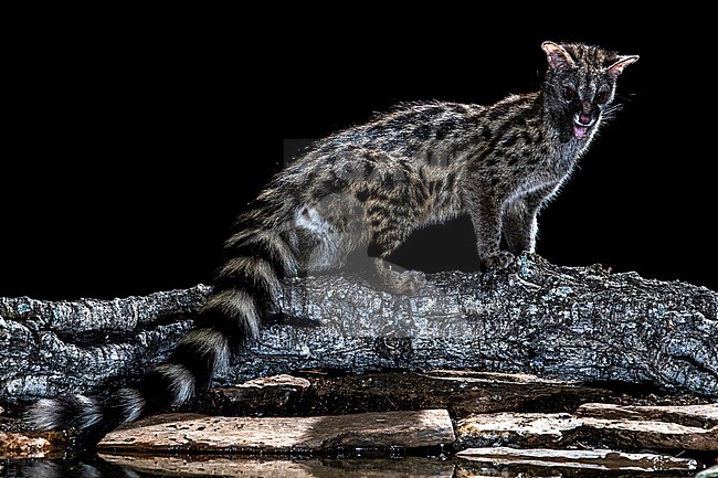 Common Genet (Genetta genetta) in Spain stock-image by Agami/Oscar Díez,