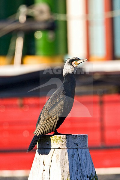 Aalscholver zittend op paal; Great Cormorant perched on a pole stock-image by Agami/Marc Guyt,