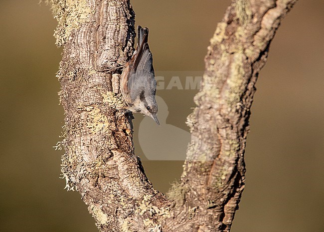 Hispanic Nuthatch (Sitta europaea) in Spain stock-image by Agami/Marc Guyt,