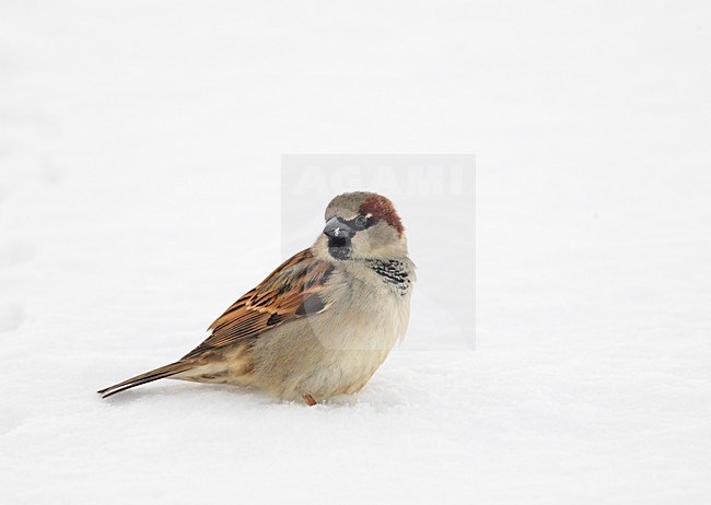 Mannetje Huismus in de sneeuw; Male House Sparrow in the snow stock-image by Agami/Markus Varesvuo,