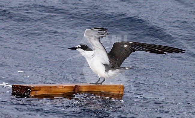 Adult Bridled Tern (Onychoprion anaethetus melanoptera) in autumn perched on drift wood in the west Atlantic Ocean off the United States. stock-image by Agami/Ian Davies,