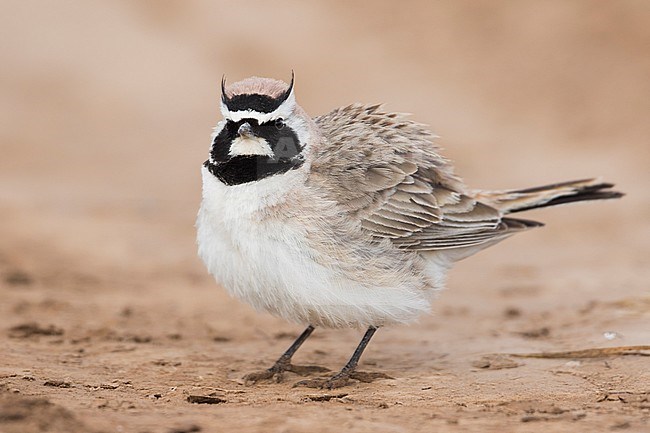 Adult Steppe Horned Lark (Eremophila alpestris brandtii) in breeding plumage, standing on the ground in steppes of Kyrgyzstan. Showing two small horns. stock-image by Agami/Ralph Martin,
