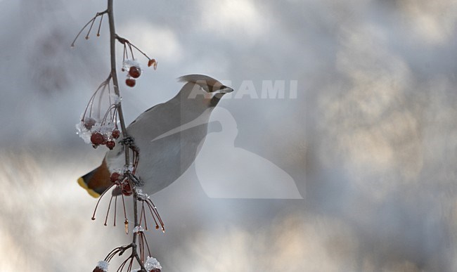 Bohemian Waxwing sitting on snow covered branch; Pestvogel bessen zittend op besneeuwde tak stock-image by Agami/Jari Peltomäki,