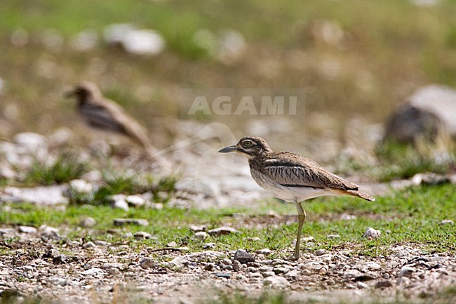 Watergrielin kaal veld; Water Dikkop in barren field stock-image by Agami/Marc Guyt,