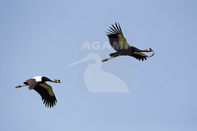 couple of Black Crowned Cranes (Balearica pavonina) in flight, found at Alemgono Wetland in Kafa Biosphere Reserve in Ethiopia stock-image by Agami/Mathias Putze,