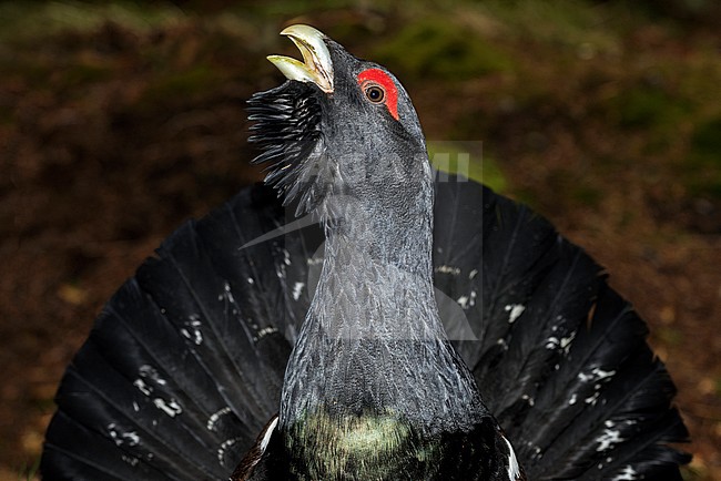 Western Capercaillie (Tetrao urogallus) male in courtship stock-image by Agami/Alain Ghignone,