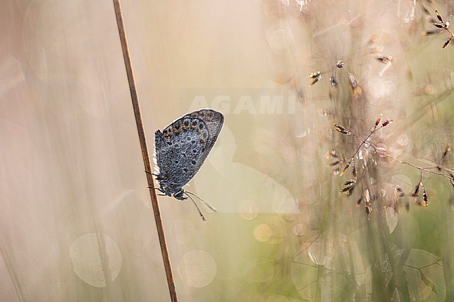 Male Silver-studded Blue stock-image by Agami/Wil Leurs,