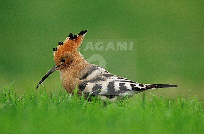 Hop foeragerend op de grond; Hoopoe foraging in the ground stock-image by Agami/Menno van Duijn,