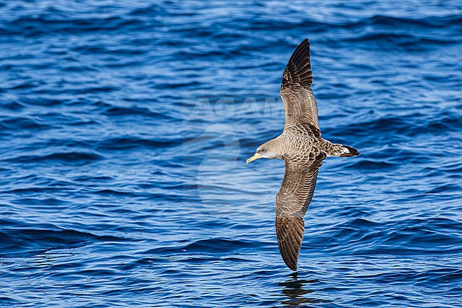  stock-image by Agami/Menno van Duijn,