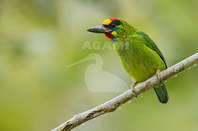 Red-throated Barbet (Psilopogon mystacophanos) Perched on a branch in Borneo stock-image by Agami/Dubi Shapiro,
