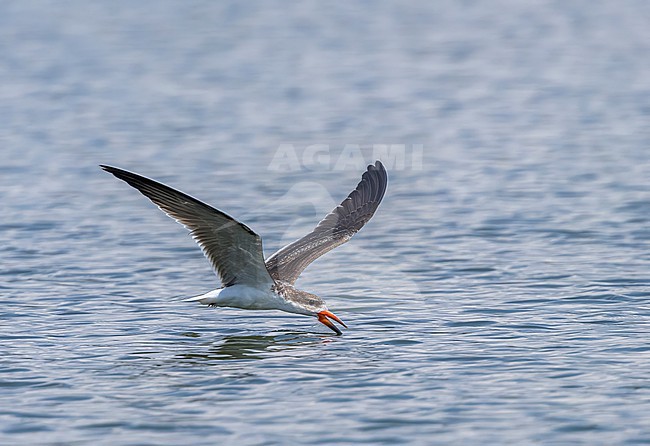 Immature African Skimmer, Rynchops flavirostris, in flight. Queen Elizabeth NP, Uganda. stock-image by Agami/Yoav Perlman,