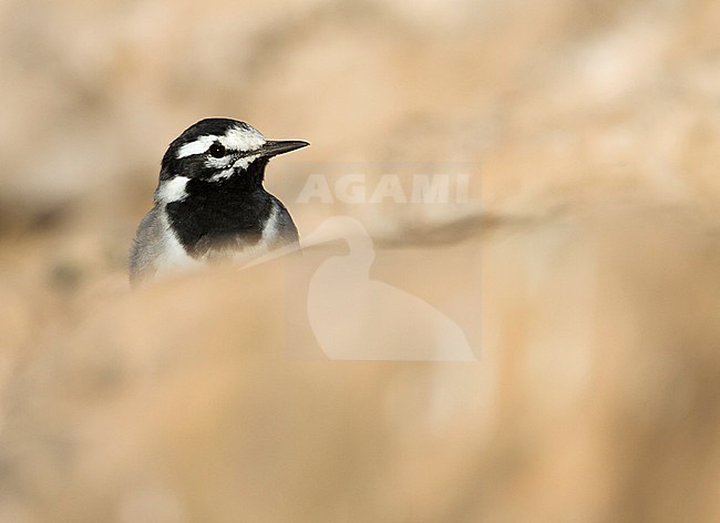 Moroccan Wagtail - Bachstelze - Motacilla alba ssp. subpersonata, Morocco stock-image by Agami/Ralph Martin,