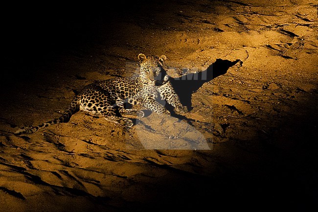 Leopard (Panthera pardus) resting at night in beam of flashlight at Kruger Park stock-image by Agami/Caroline Piek,