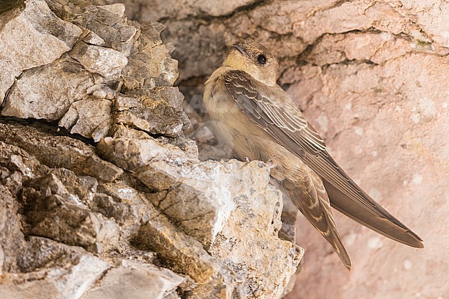 Crag Martin (Ptyonoprogne rupestris), 2cy individual perched on a rock, Campania, Italy stock-image by Agami/Saverio Gatto,