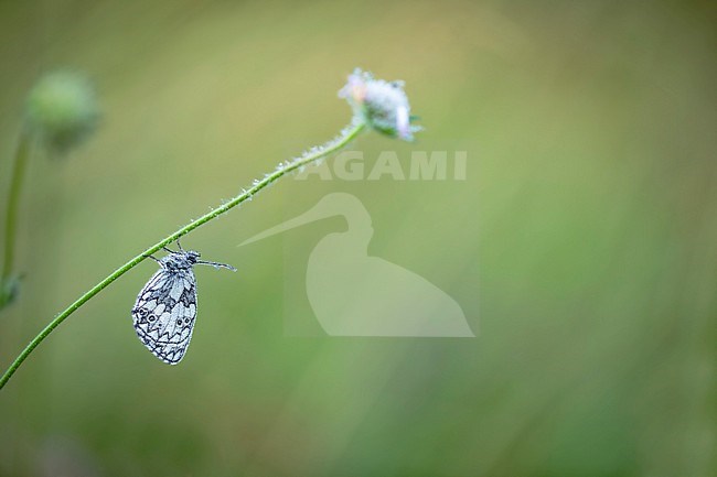 Marbled White, Melanargia galathea stock-image by Agami/Wil Leurs,