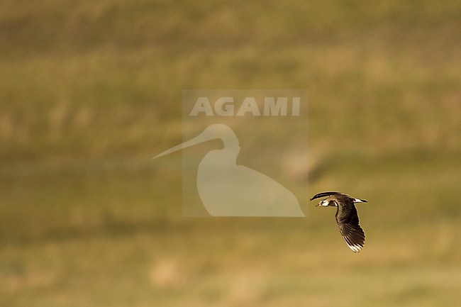Northern Lapwing - Kiebitz - Vanellus vanellus, Russia (Baikal), adult stock-image by Agami/Ralph Martin,