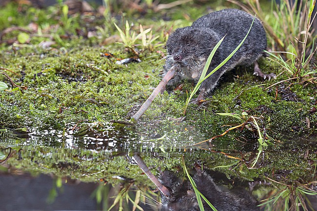 Water shrew foraging stock-image by Agami/Theo Douma,