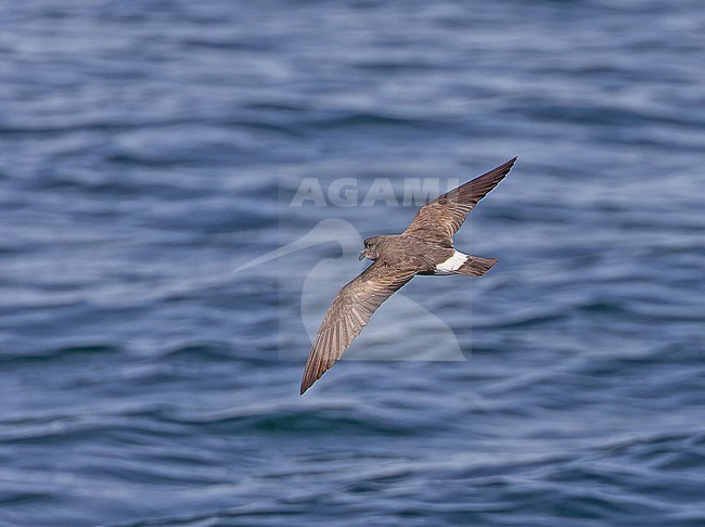 Galapagos Band-rumped Storm Petrel  (Hydrobates castro bangsi) on the Galapagos Islands, part of the Republic of Ecuador. Either Darwin's or Spear's Storm Petrel. stock-image by Agami/Pete Morris,