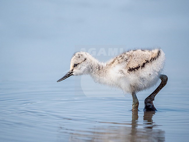 Pied Avocet, Recurvirostra avosetta. Chick in shallow water looking for food. stock-image by Agami/Hans Germeraad,