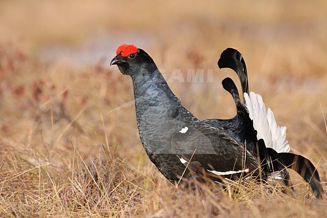 Korhoen mannetje baltsend , Black Grouse male displaying stock-image by Agami/Chris van Rijswijk,