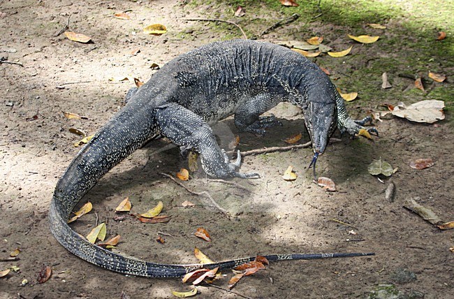 Watervaraan zoekend; Southeast Asian Water Monitor searching stock-image by Agami/Roy de Haas,