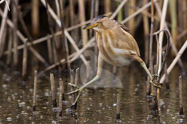 Tarabusino; Little Bittern; Ixobrychus minutus stock-image by Agami/Daniele Occhiato,