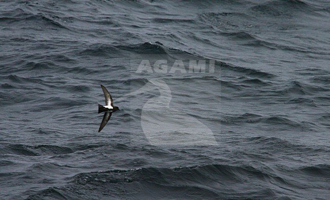 Black-bellied Storm-petrel flying over the ocean stock-image by Agami/Marc Guyt,