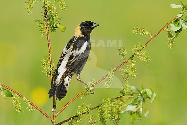 Adult male breeding Bobolink, Dolichonyx oryzivorus
St. Louis Co., MN stock-image by Agami/Brian E Small,