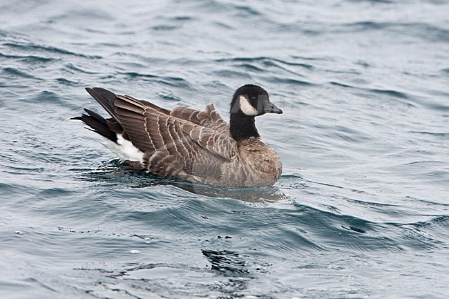 Kleine Canadese Gans( Alaskagans), Aleutian Cackling Goose, Branta hutchinsii leucopareia stock-image by Agami/Martijn Verdoes,