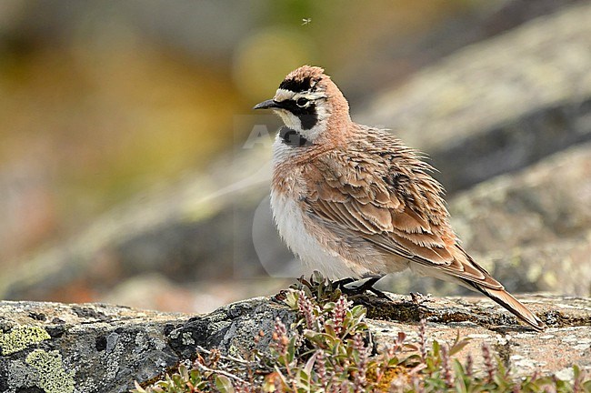 Horned Lark at arctic Rankin Inlet, Manitoba, Canada. stock-image by Agami/Eduard Sangster,