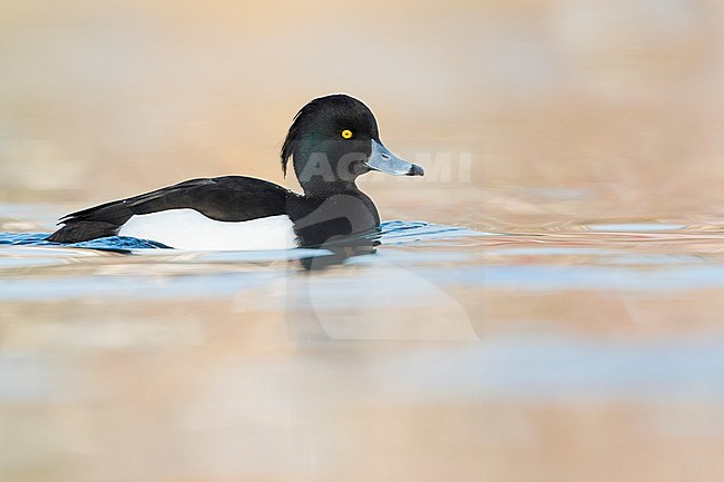 Male Tufted Duck (Aythya fuligula) swimming on a lake in Germany. stock-image by Agami/Ralph Martin,