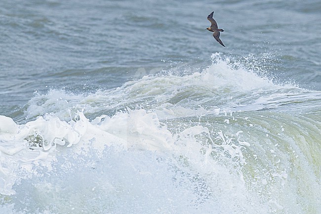  stock-image by Agami/Menno van Duijn,